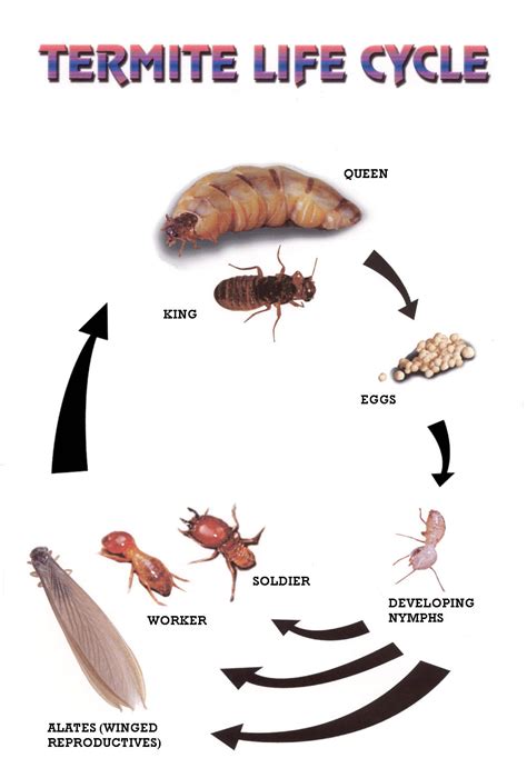 eastern subterranean termite life cycle